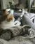 Pipeta Profender Spot-On: El secreto para un gato libre de pulgas y parásitos - tienda en línea