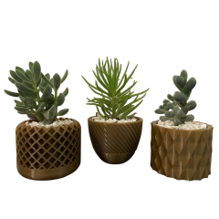 Maceta para cactus y suculenta x unidad