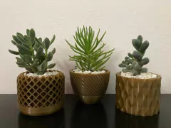 Macetas para cactus y suculentas x 3 unidades - comprar online