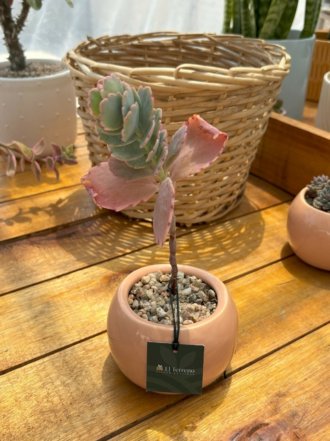 Combo Kalanchoe Fedtschenkoi + Maceta cerámica