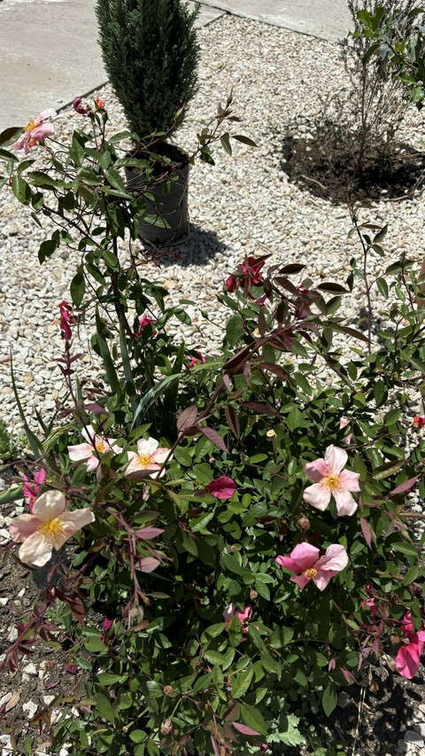 Mutabilis