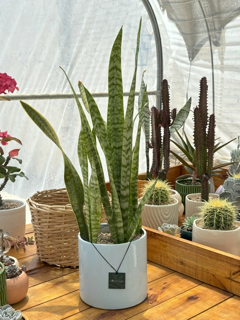 Combo Sansivieria Trifasciata + Maceta cerámica