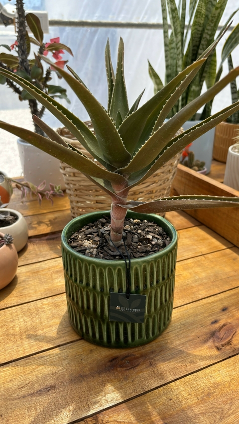 Combo Aloe Vera + Maceta cerámica