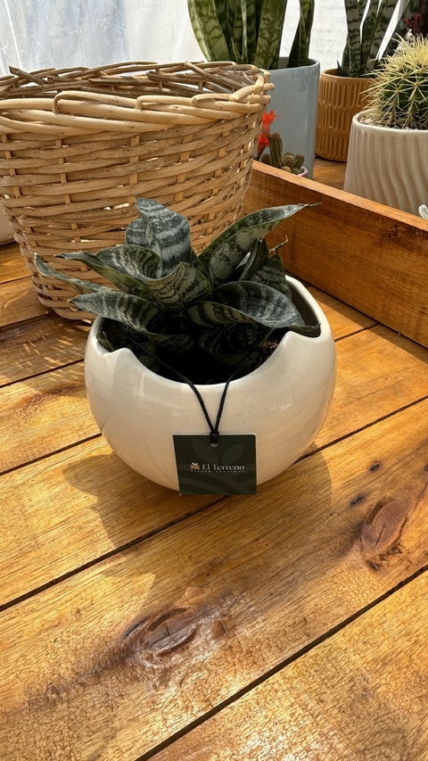 Combo Sansivieria Hahnii + Maceta cerámica