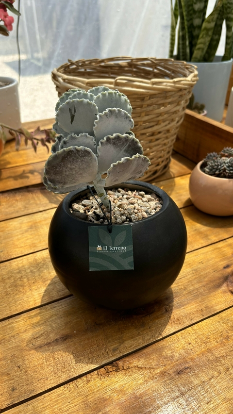 Combo Cotyledon Urbiculata + Maceta cerámica