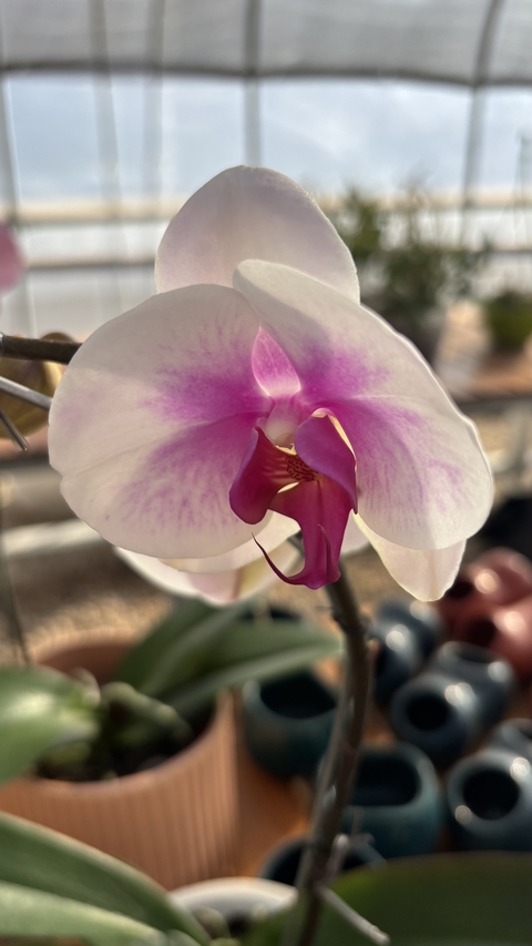 Orquídea Phaelanopsis + Maceta de cultivo - comprar online