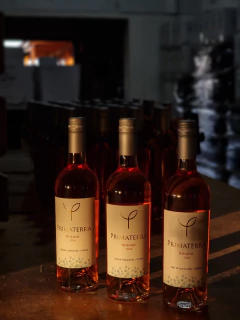 Primaterra Rosado de Pinot Noir - comprar online