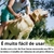 Escova Removedora de Pelos para Pets Limpa Sozinha - MultiMarket
