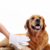 Guantes húmedos para perro