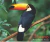 Apito Tucano - comprar online