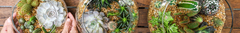 Banner da categoria Terrários