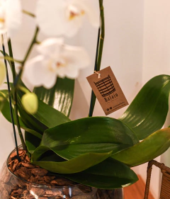 Kit Orquídea Pequena + Vinho Branco - Balaio de Flores