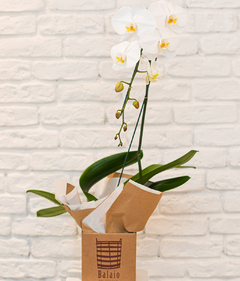 Phalaenopsis Especial Branca
