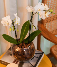 Kit Orquídea Pequena + Vinho Branco - comprar online