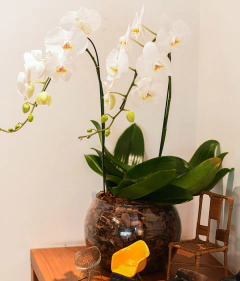 Kit Orquídea Dupla + Vinho Branco - comprar online