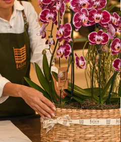 Phalaenopisis Dupla Exótica Especial no Cachepô de Taboa - comprar online