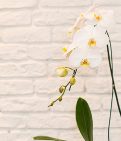 Phalaenopsis Especial Branca - comprar online