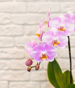 Phalaenopsis especial dupla exótica no Aquário de Vidro - Balaio de Flores