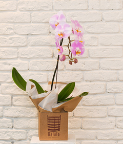 Phalaenopsis Especial Exótica