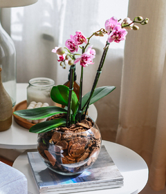 Phalaenopsis pequena exótica no Aquário de Vidro na internet