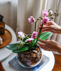 Phalaenopsis Pequena Exótica no Aquário de Vidro