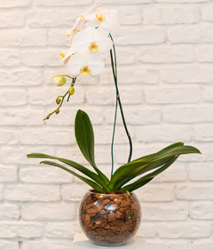 Phalaenopsis especial Branca no Aquário de Vidro - comprar online