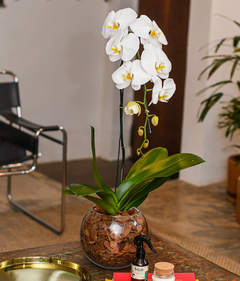 Phalaenopsis especial Branca no Aquário de Vidro