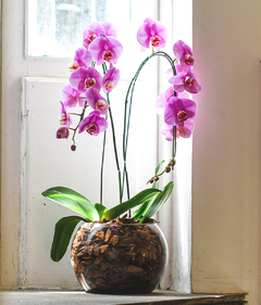 Phalaenopsis especial dupla exótica no Aquário de Vidro - comprar online