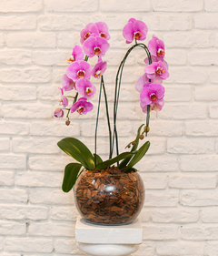 Phalaenopsis especial dupla exótica no Aquário de Vidro na internet