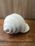 Escultura Decorativa Concha Off White Polirresina Cerâmica - Espaço Fino Design