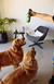 JUGUETE CERVEZA NARANJA - Design Co • Enjoy Home