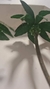 Coqueiro LVL - loja online