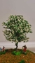 Árbol de Ipé blanco - Anjoly - comprar online