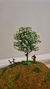 Árbol de Ipé blanco - Anjoly