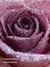 Hidratante Cashmere Fleur - Victoria's Secret - loja online
