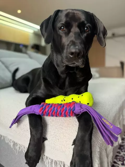 Corda Kong Tugga Wubba G