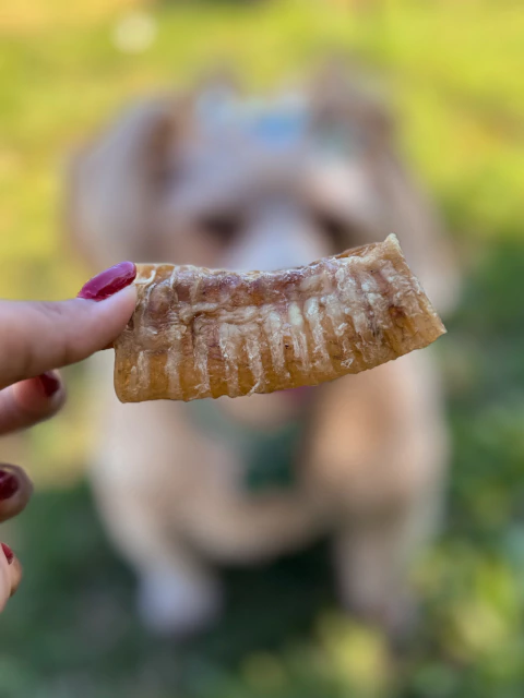 Mini Traqueia Bovina 5un - Opaparico - comprar online