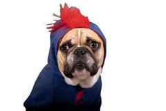 Buzo DOGWIE Azul en internet