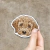 Cockapoo en internet