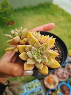 Graptoveria Arijie (colônia) - comprar online