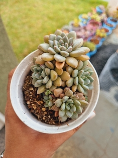 Graptoveria Hermes (colônia)
