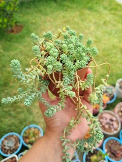 Sedum Dasyphyllum Major (colônia) - comprar online