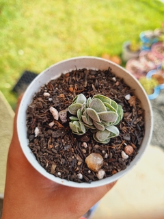 Crassula Ivory Pagoda