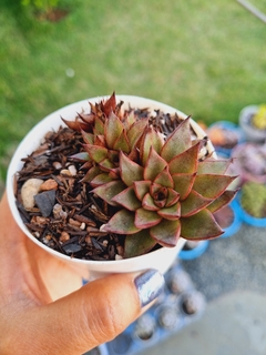 Echeveria Purple Star (colônia)