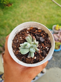 Pachyveria scheideckeri var. "Albocarinata" - comprar online