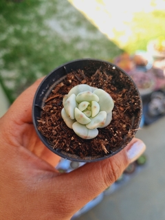 Sedeveria Pudgy variegata (sem raiz - pote 6) na internet
