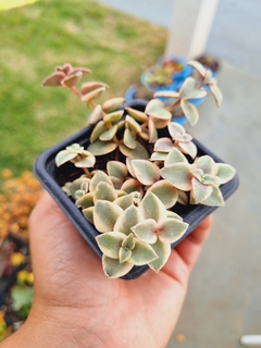 Crassula Pellucida variegata