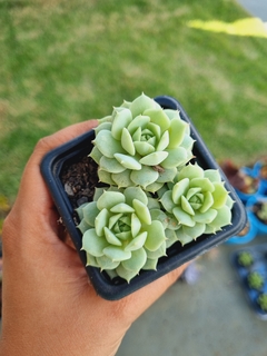 Echeveria Deresina