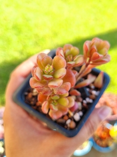 Sedum Versadense var. Chontalense - comprar online