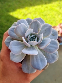 Echeveria Cally Argentea